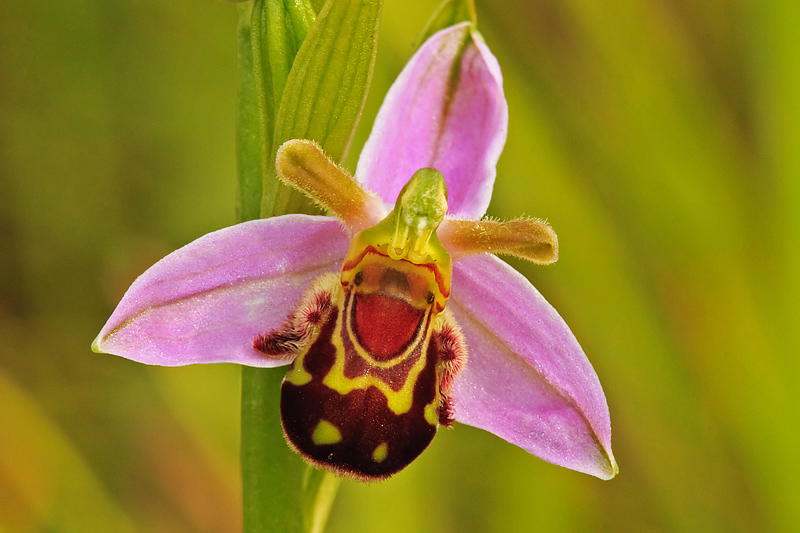 Ophrys apifera (door John Breugelmans)