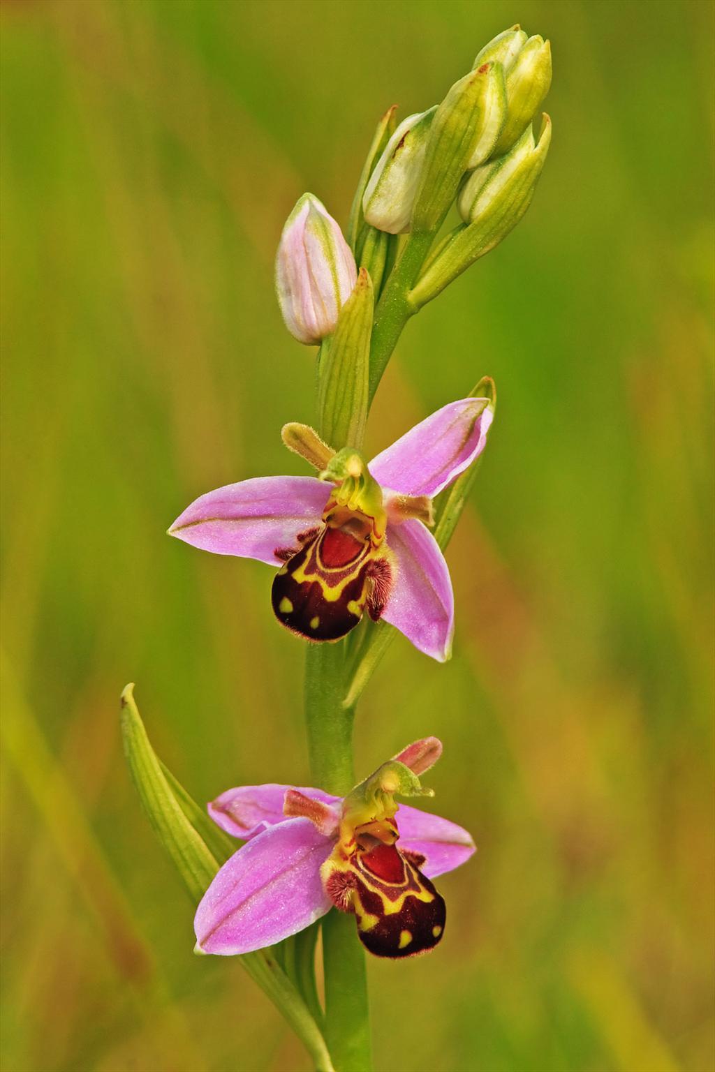 Ophrys apifera (door John Breugelmans)