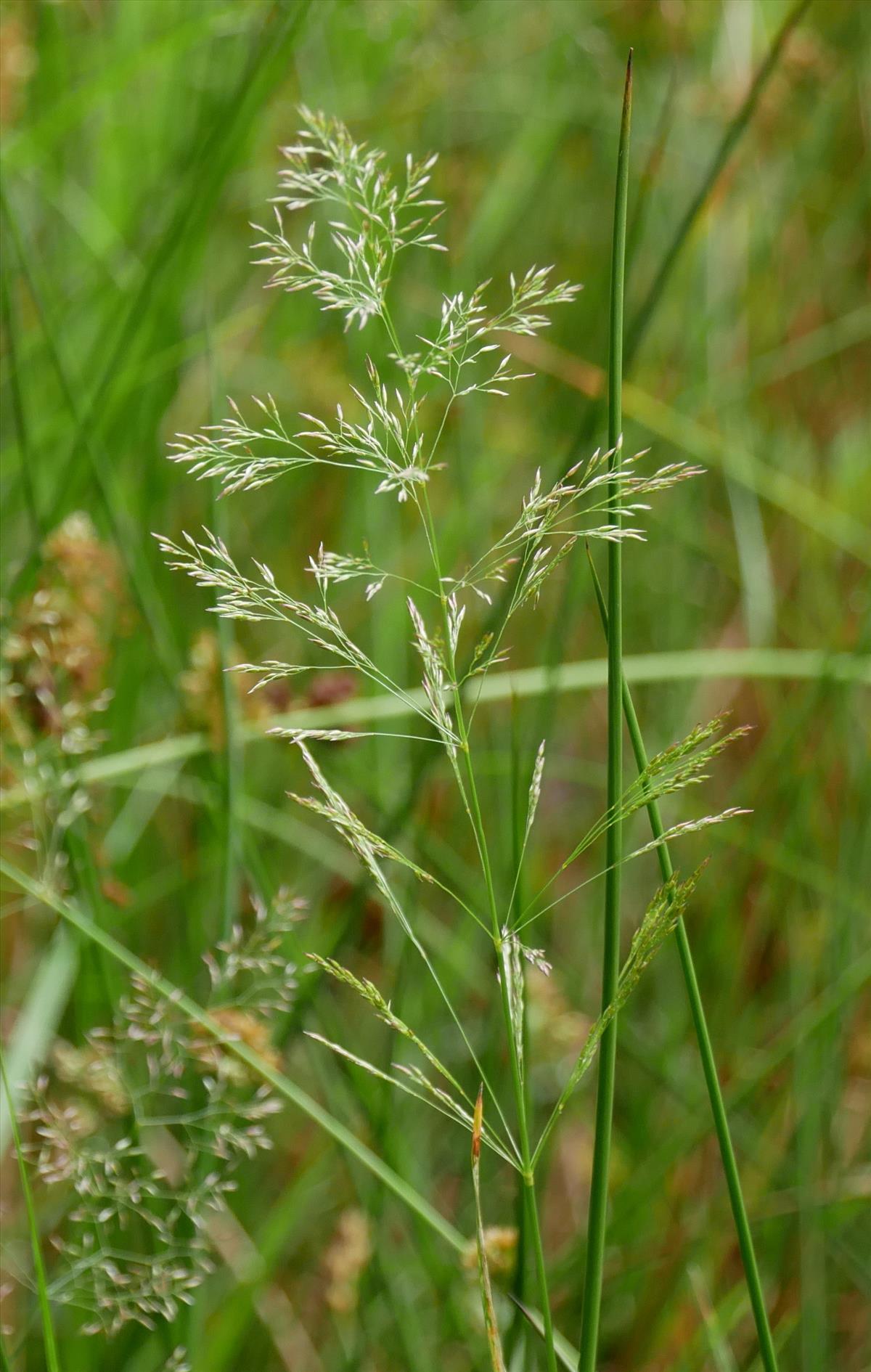 Agrostis gigantea (door Wim van der Neut)