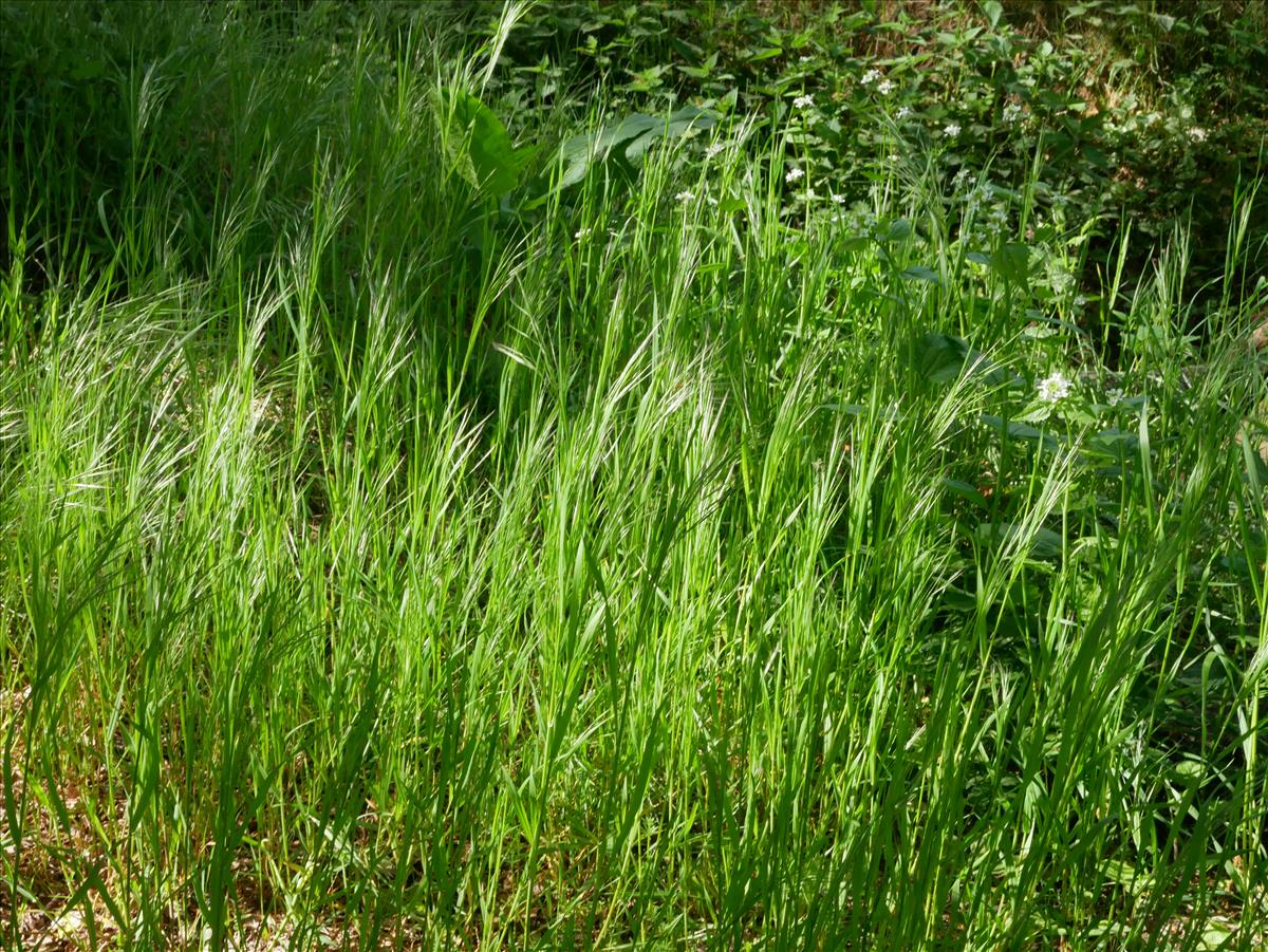 Anisantha sterilis (door Wim van der Neut)