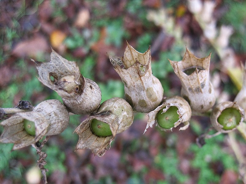 Hyoscyamus niger (door Grada Menting)