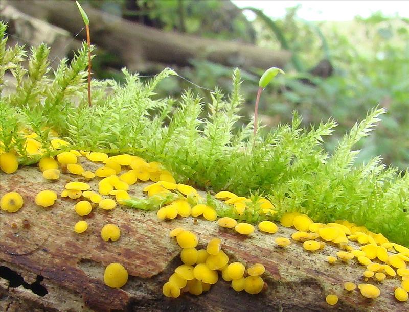 Bisporella citrina (door Frans Ozinga)