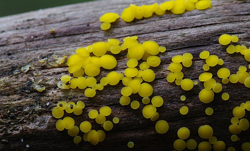 Bisporella citrina (door Hans Adema)