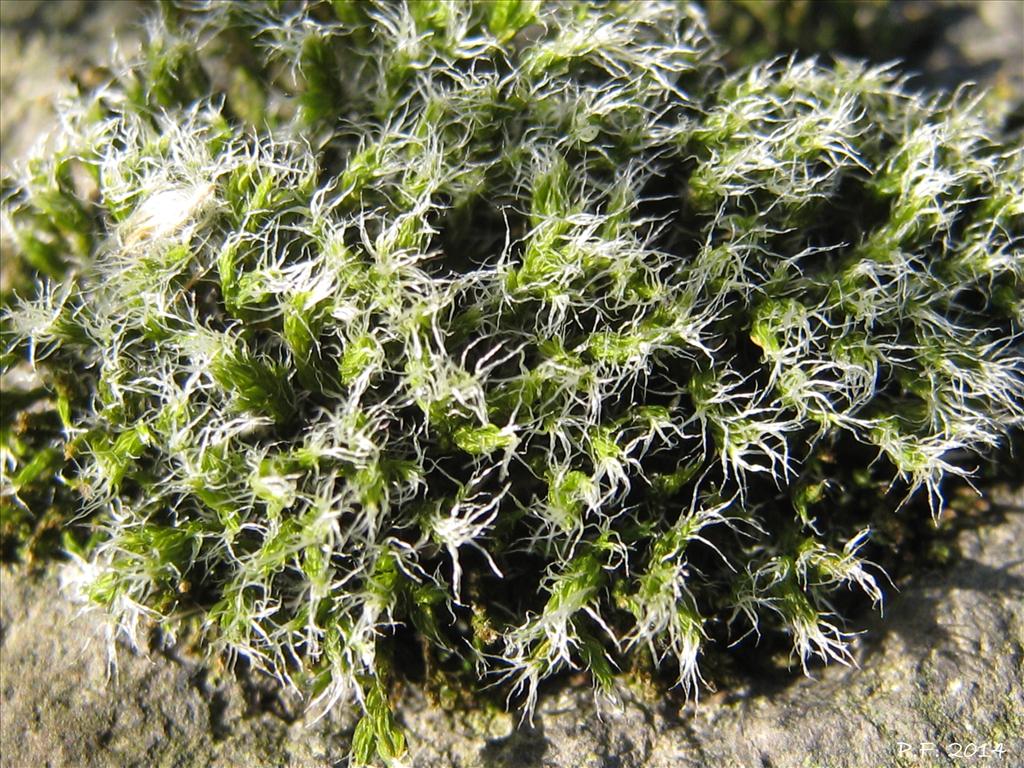 Racomitrium heterostichum var. heterostichum (door Petra van der Wiel)