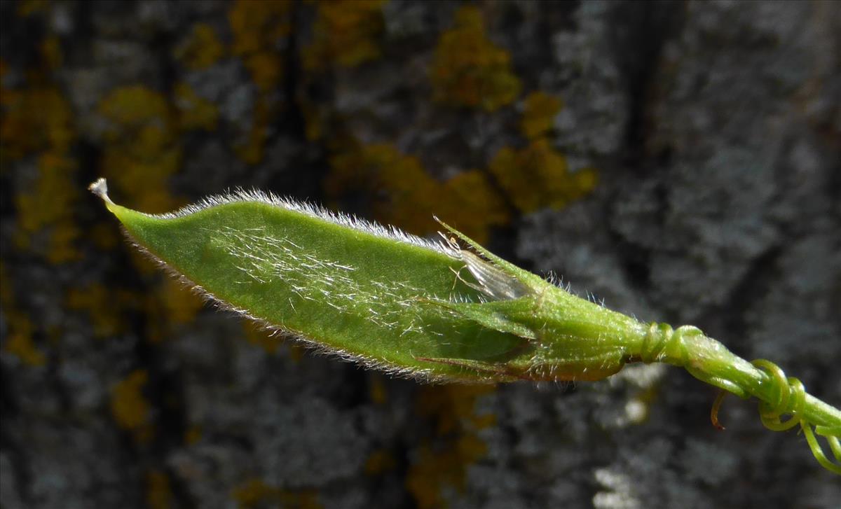 Vicia bithynica (door Grada Menting)