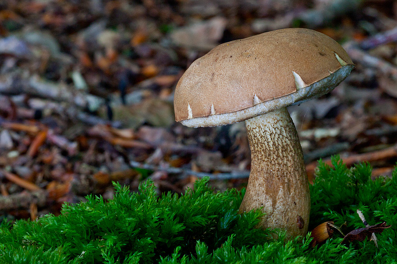 Tylopilus felleus (door John Breugelmans)