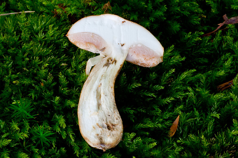 Tylopilus felleus (door John Breugelmans)