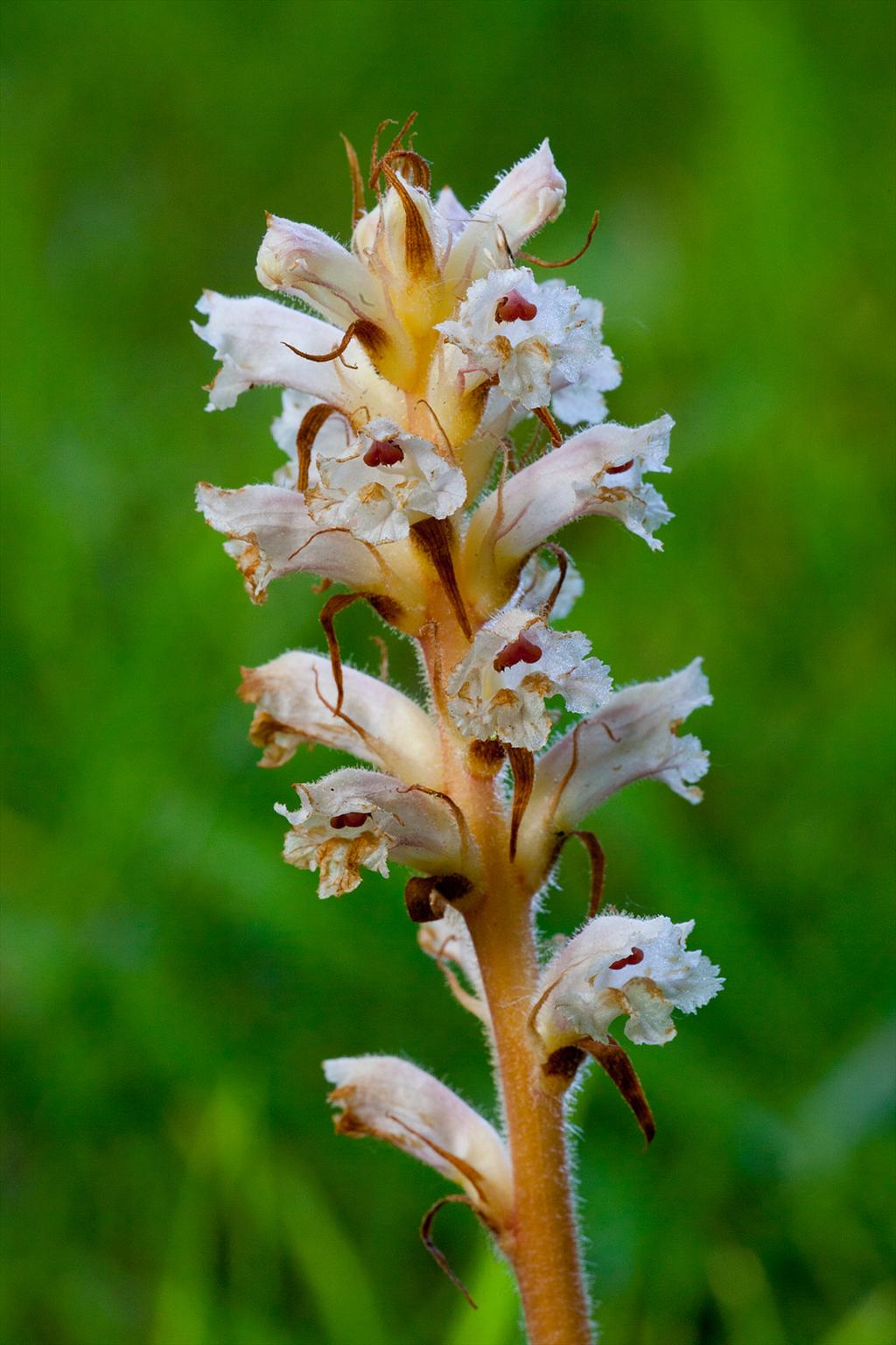 Orobanche picridis (door John Breugelmans)