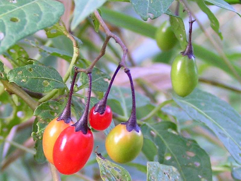 Solanum dulcamara (door Grada Menting)