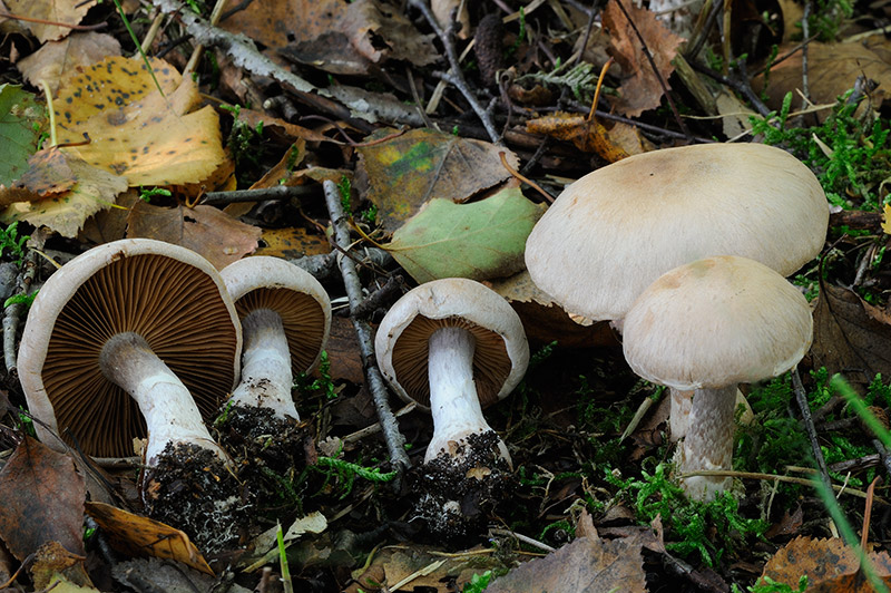 Cortinarius bivelus (door Kik van Boxtel)