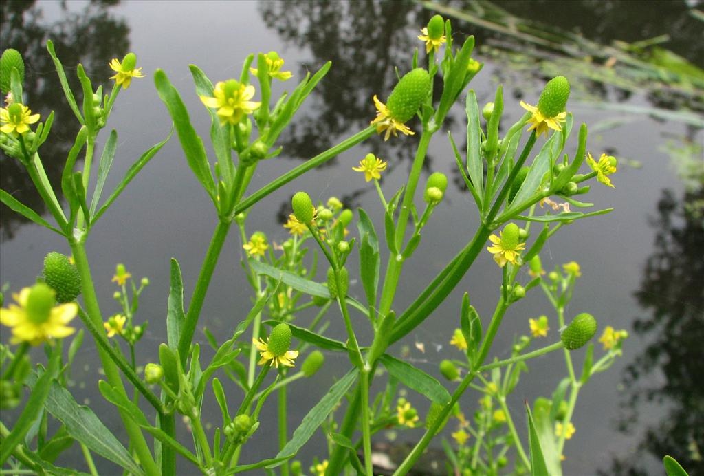 Ranunculus sceleratus (door Bert Verbruggen)