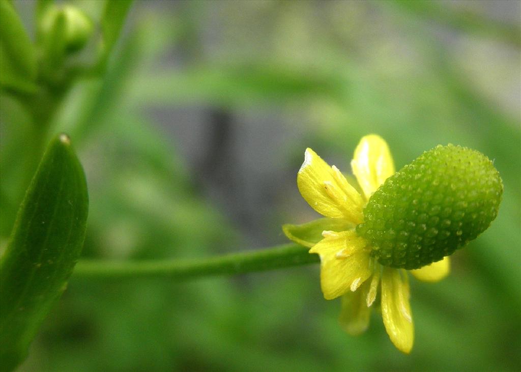 Ranunculus sceleratus (door Bert Verbruggen)