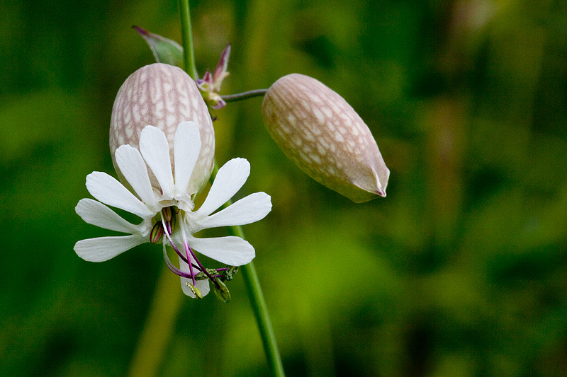 Silene vulgaris (door John Breugelmans)