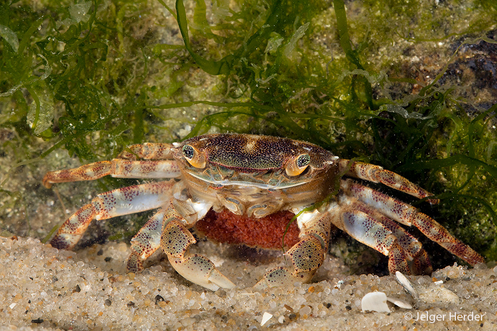 Hemigrapsus sanguineus (door Jelger Herder)