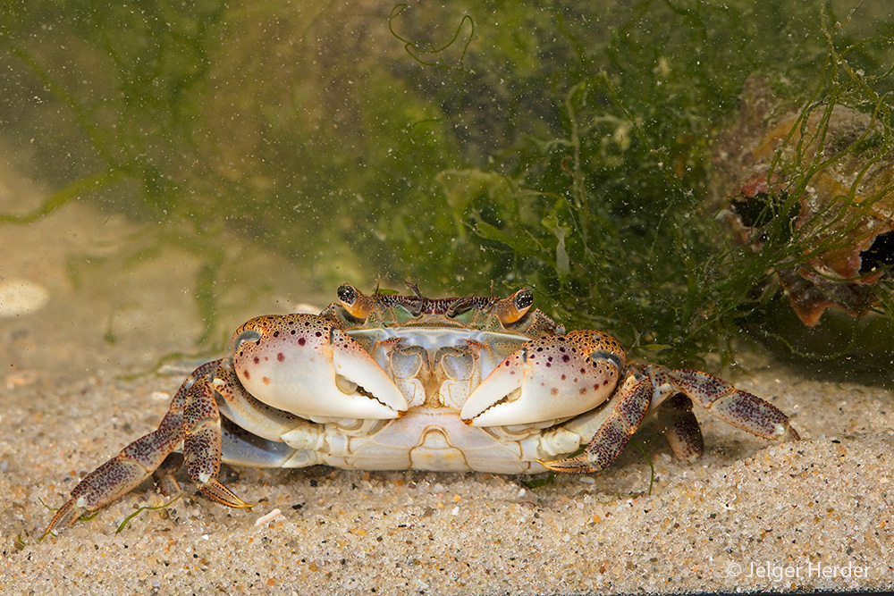 Hemigrapsus sanguineus (door Jelger Herder)