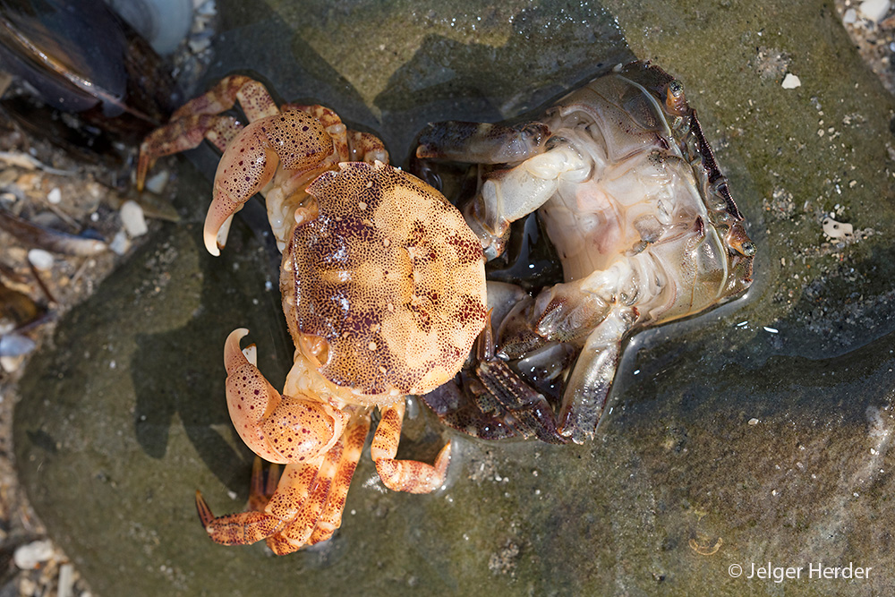 Hemigrapsus sanguineus (door Jelger Herder)