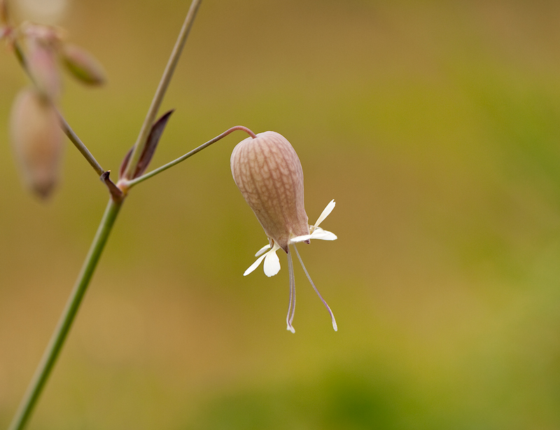 Silene vulgaris (door Wijnand van Buuren)