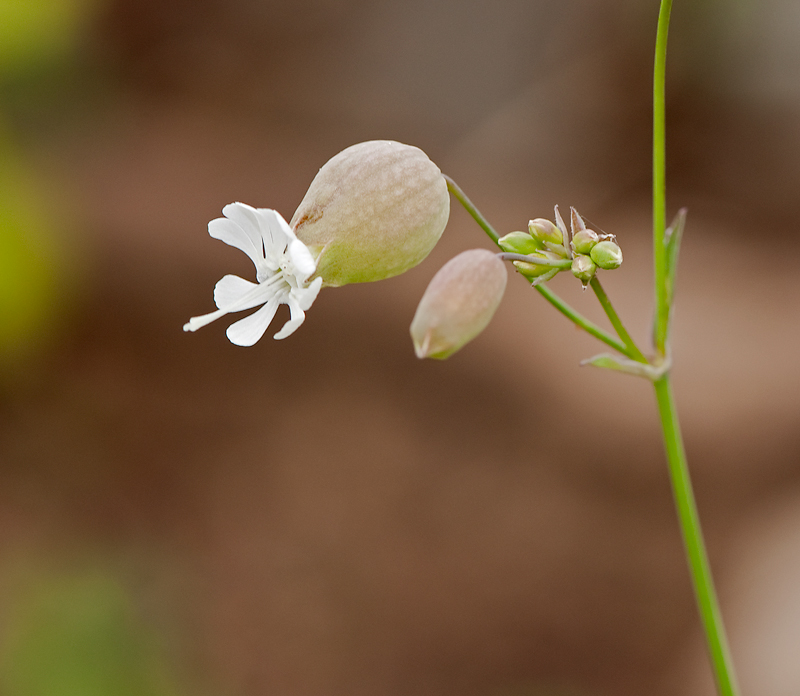 Silene vulgaris (door Wijnand van Buuren)