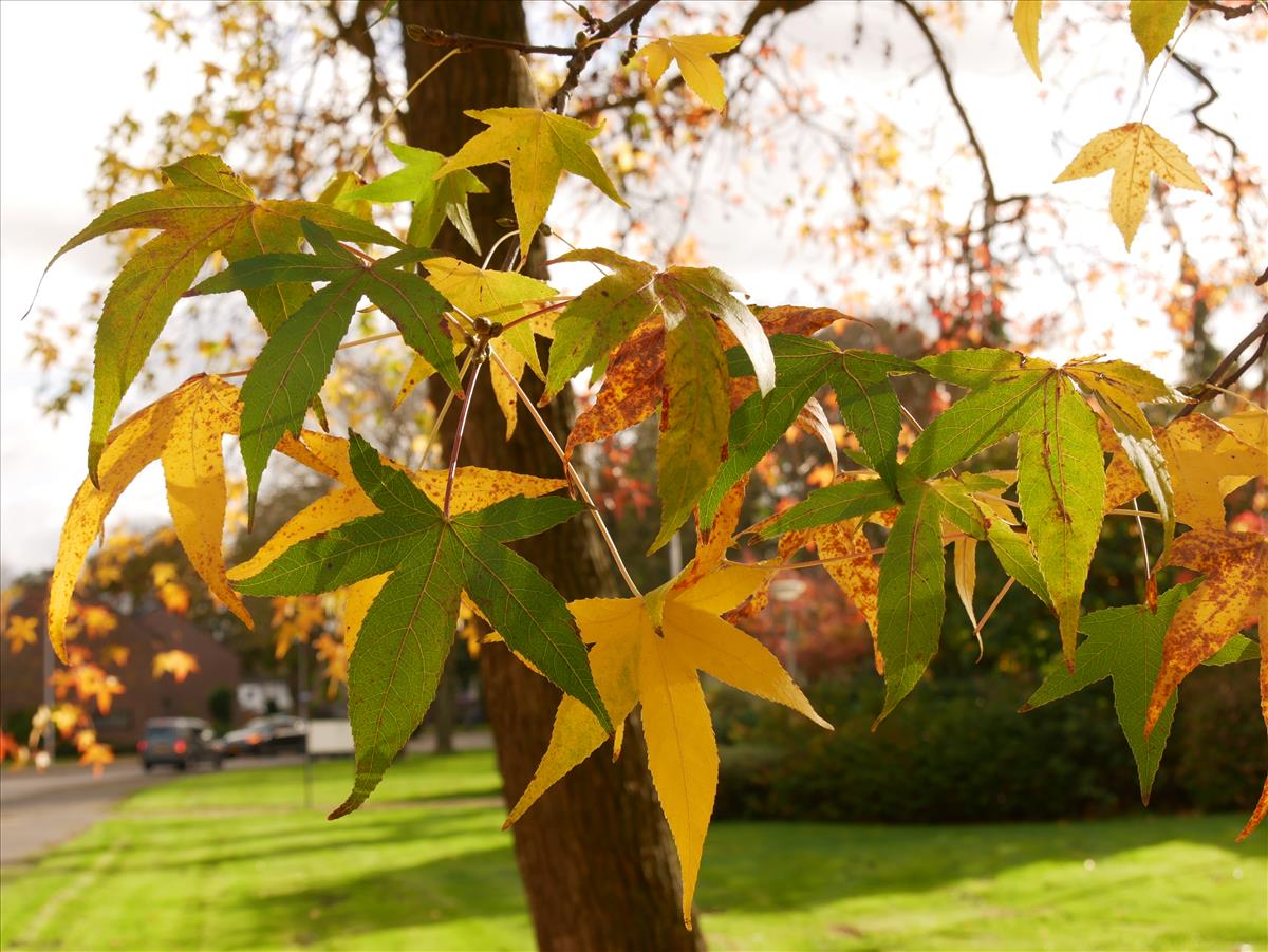 Liquidambar styraciflua (door wim vd neut)