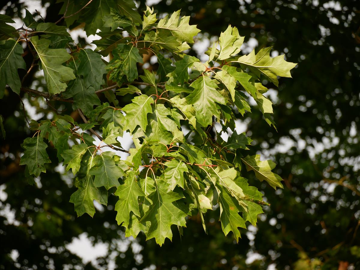 Quercus rubra (door Wim van der Neut)