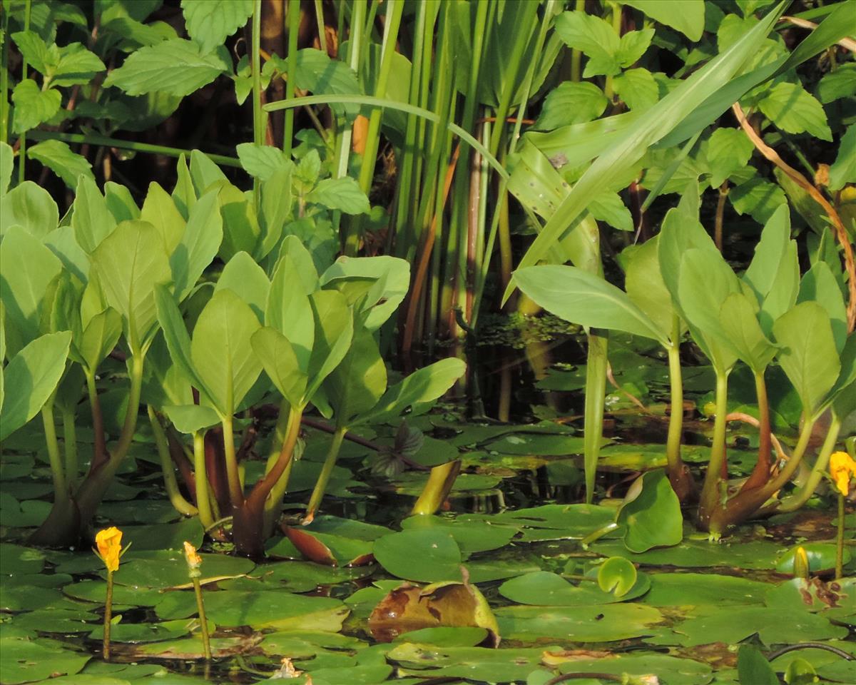 Menyanthes trifoliata (door Wim van der Neut)