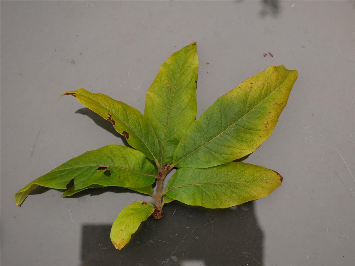 Mespilus germanica (door Wim van der Neut)