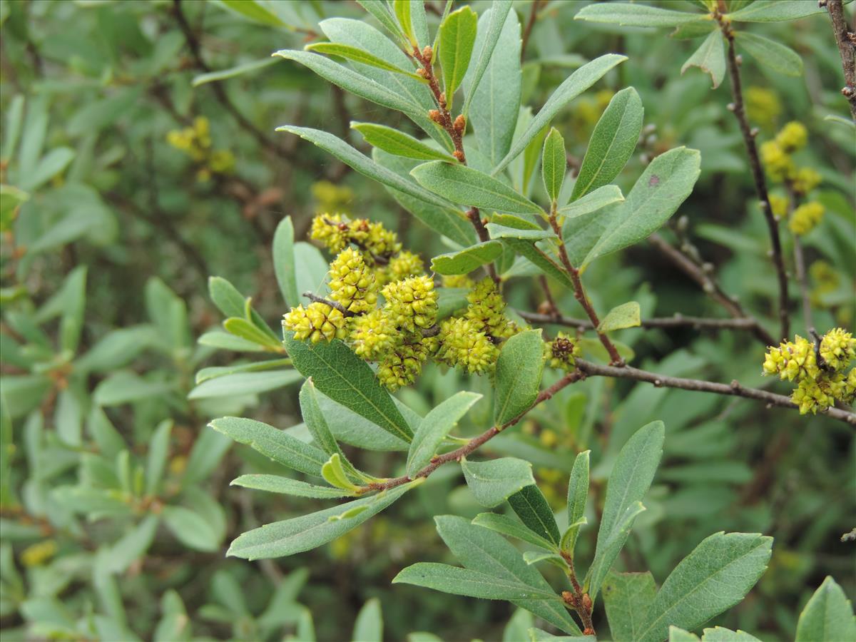 Myrica gale (door Wim van der Neut)