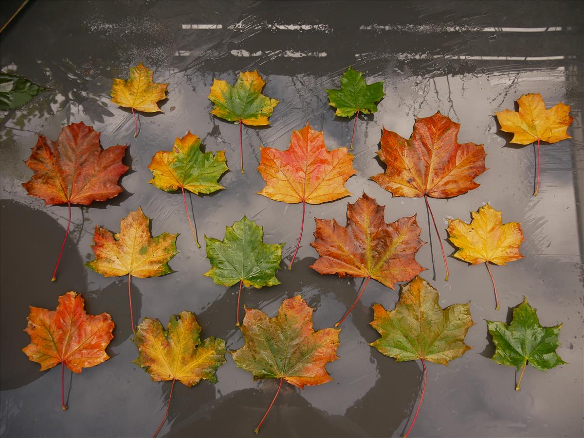 Acer platanoides (door Wim van der Neut)