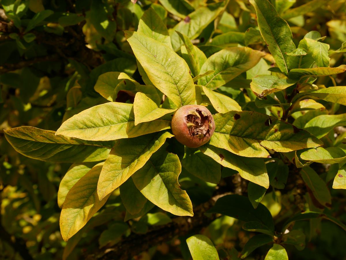 Mespilus germanica (door Wim van der Neut)