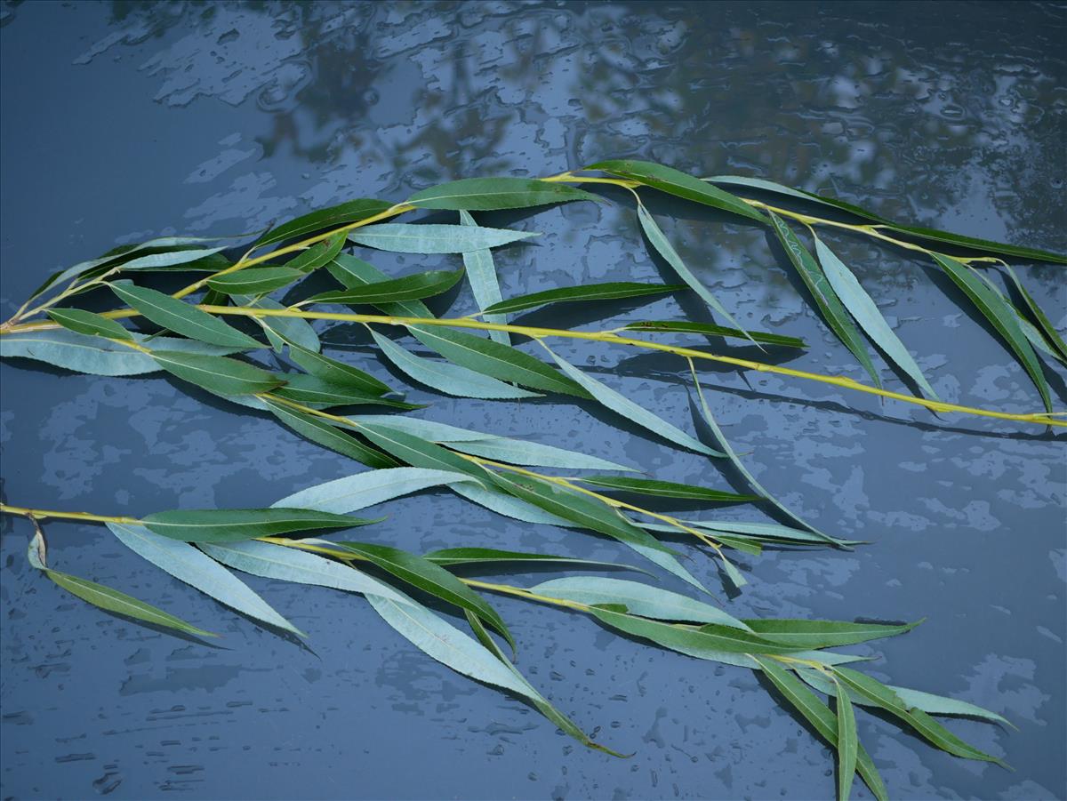 Salix x sepulcralis (door Wim van der Neut)