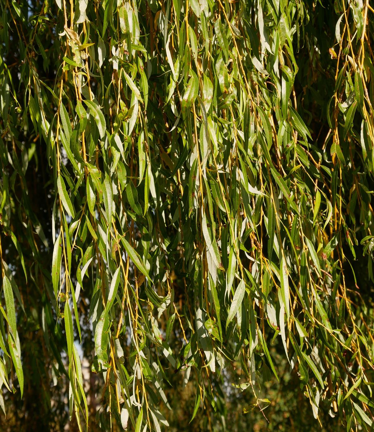Salix x sepulcralis (door Wim van der Neut)