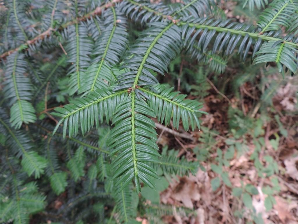 Taxus baccata (door Wim van der Neut)