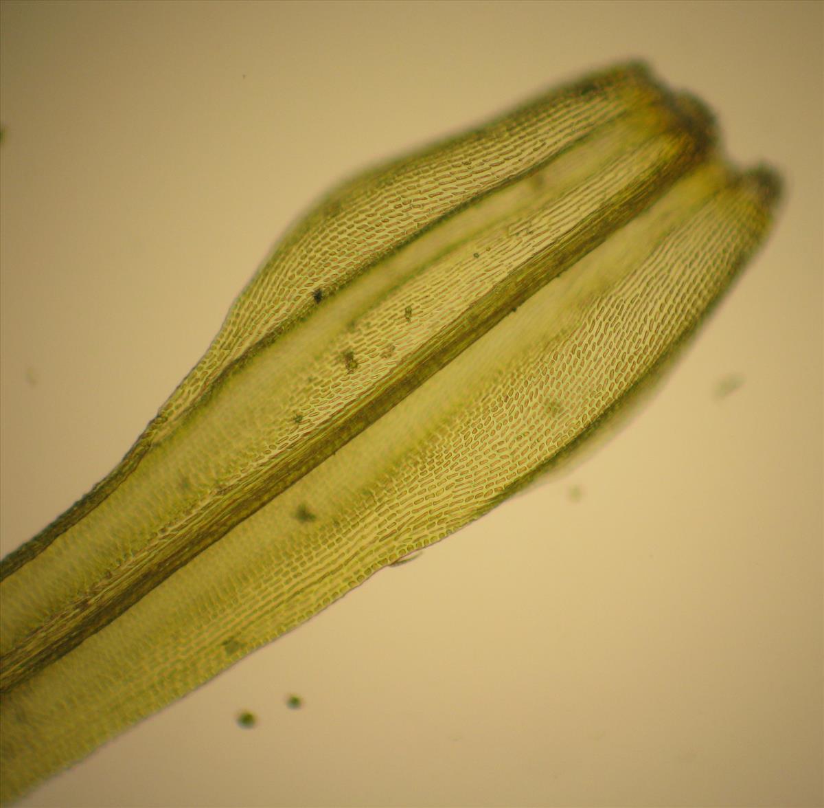 Ulota calvescens (door Arno van der Pluijm)