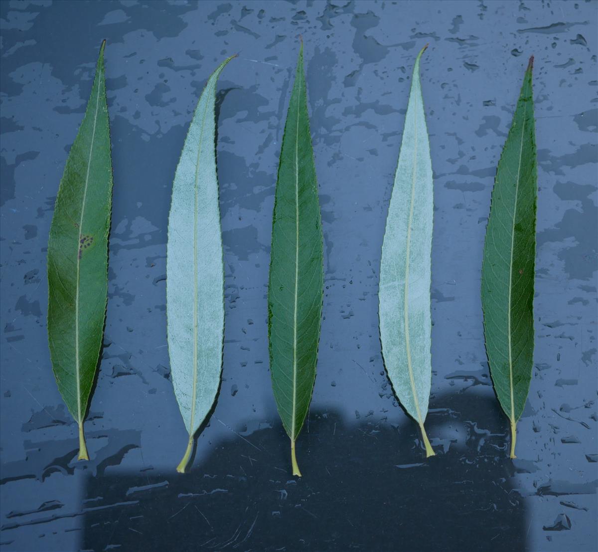 Salix x sepulcralis (door Wim van der Neut)