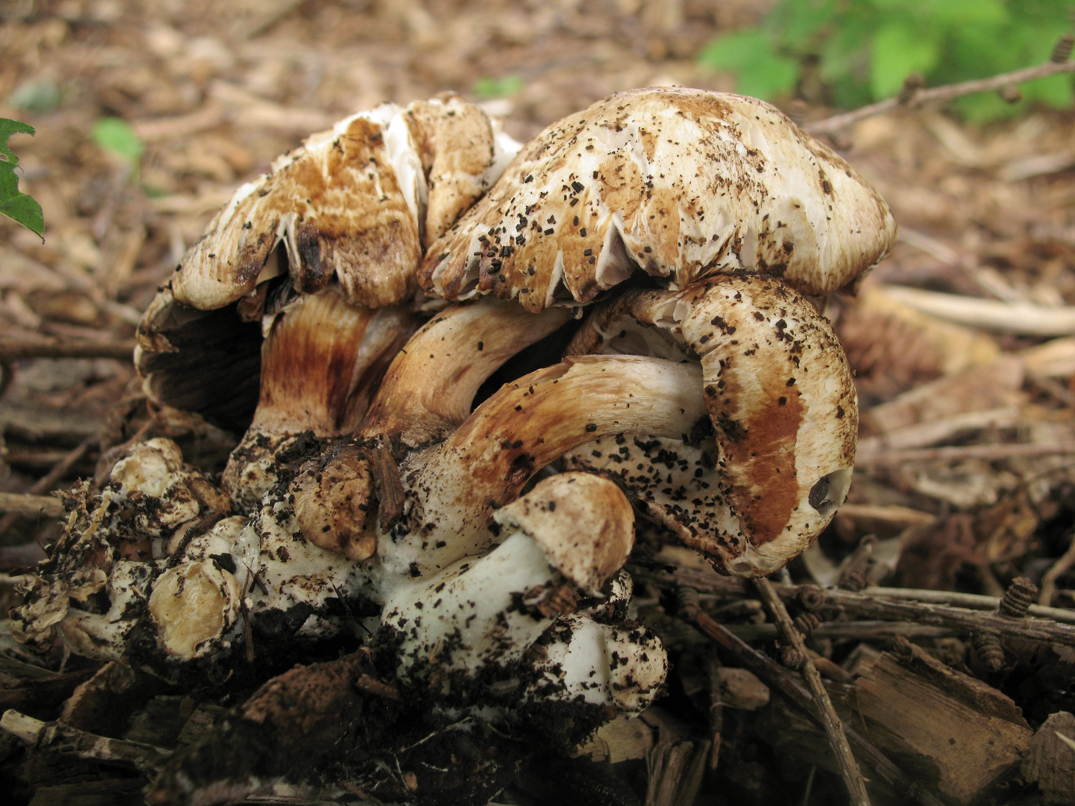 Agaricus subrufescens (door Hannie Wijers)