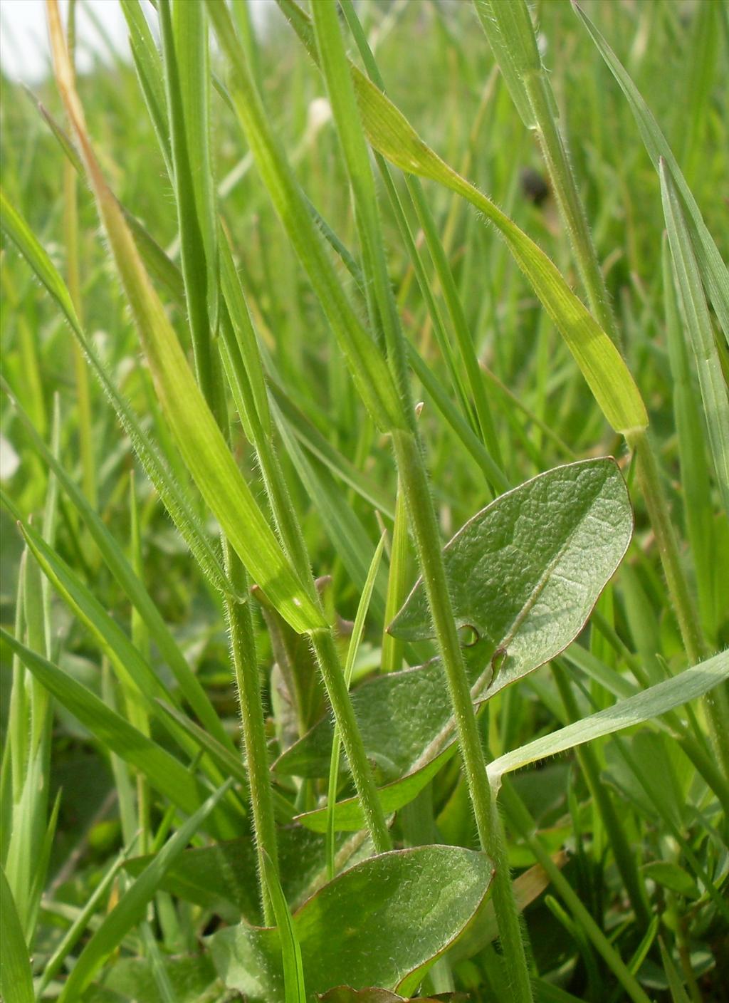 Bromus racemosus (door Dick Kerkhof)