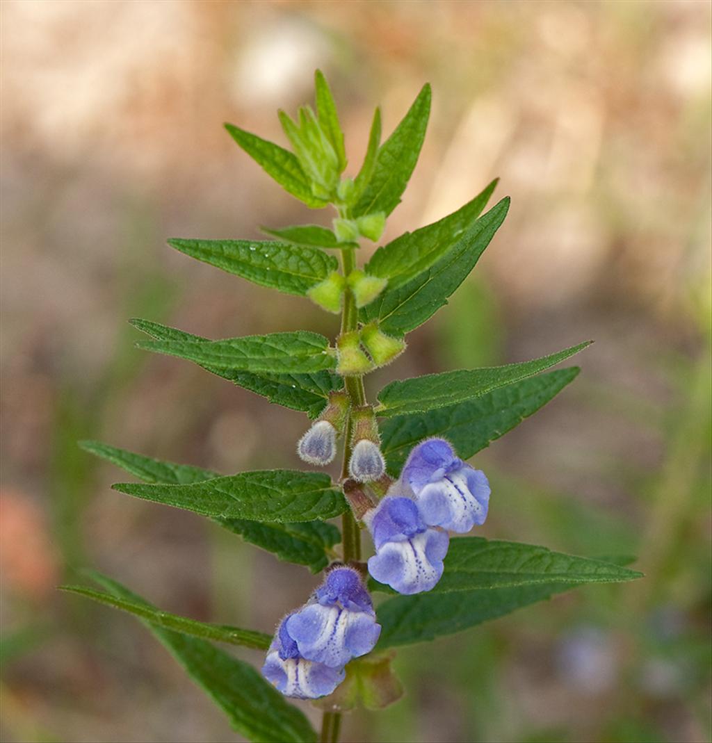 Scutellaria galericulata (door Wijnand van Buuren)