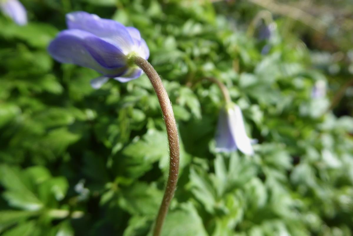 Anemone apennina (door Koen van Zoest)