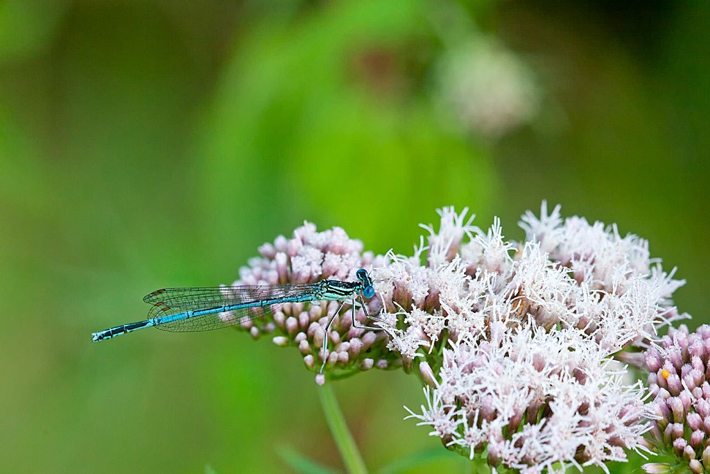 Platycnemis pennipes (door John Breugelmans)