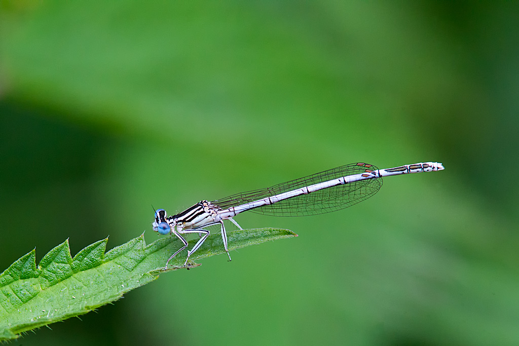 Platycnemis pennipes (door John Breugelmans)