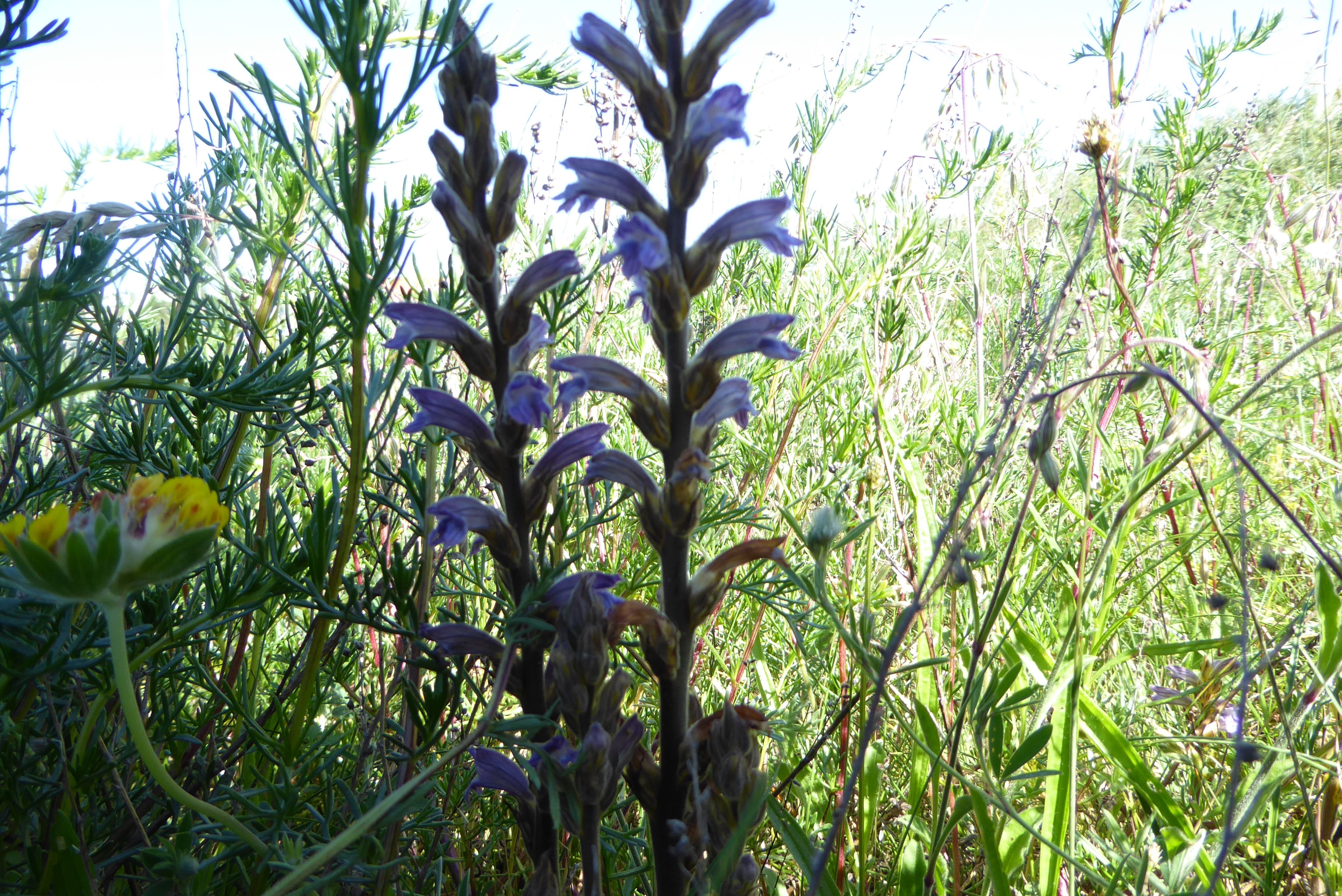 Orobanche purpurea (door Koen van Zoest)