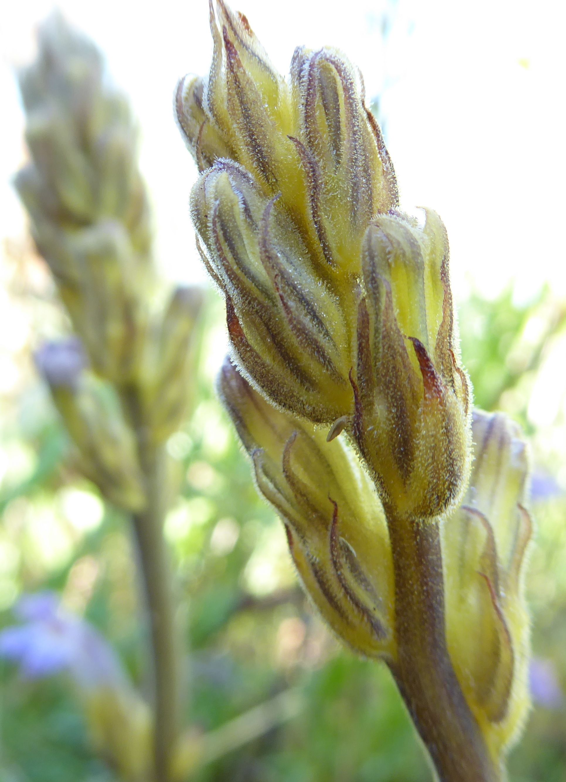 Orobanche purpurea (door Koen van Zoest)