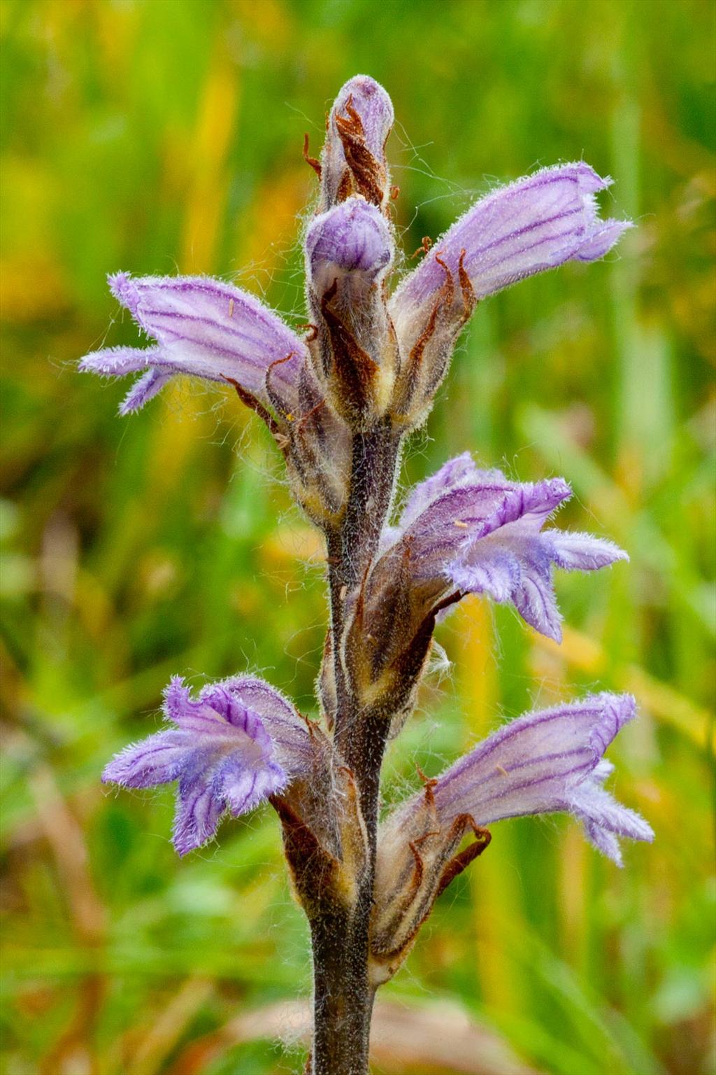 Orobanche purpurea (door John Breugelmans)