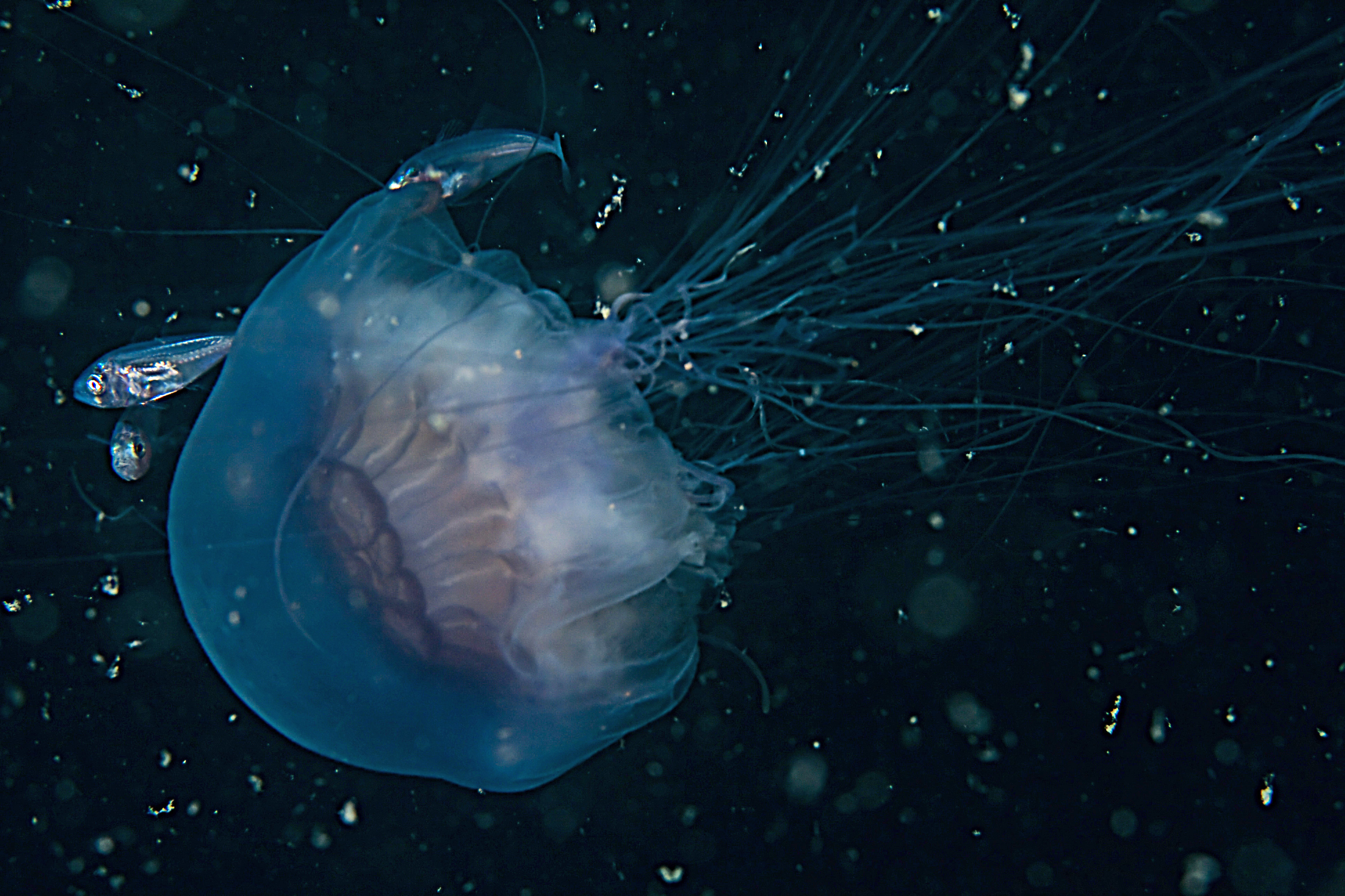 Cyanea lamarckii (door Wijnand Vlierhuis)