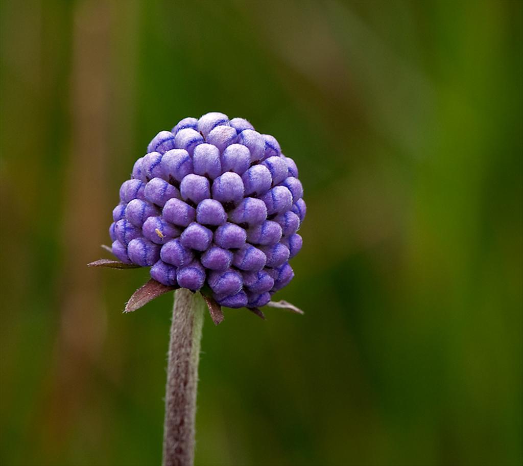 Succisa pratensis (door Wijnand van Buuren)