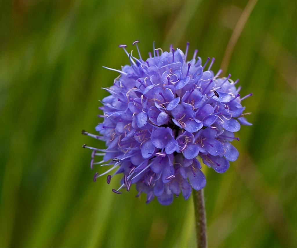 Succisa pratensis (door Wijnand van Buuren)