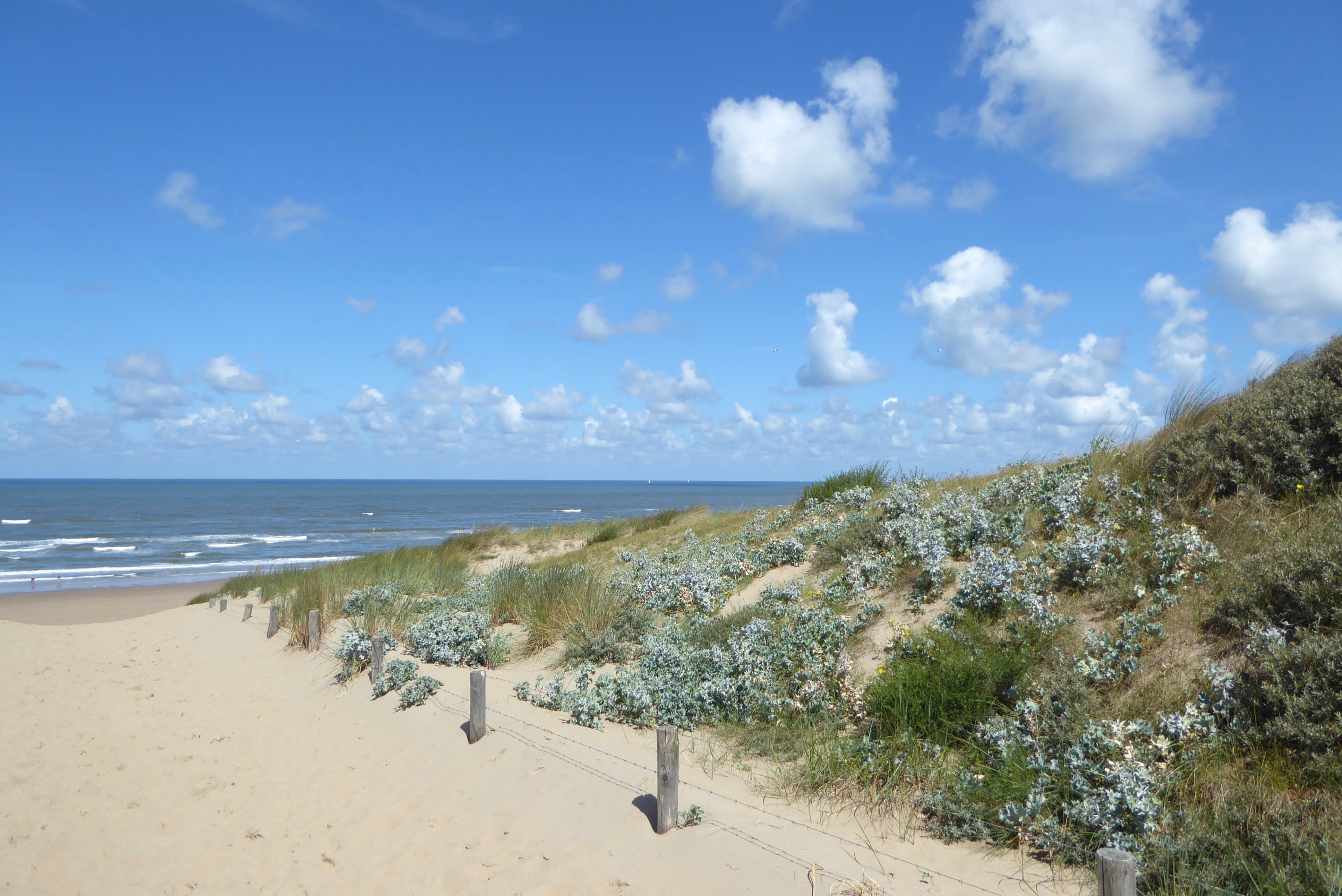 Eryngium maritimum (door Koen van Zoest)