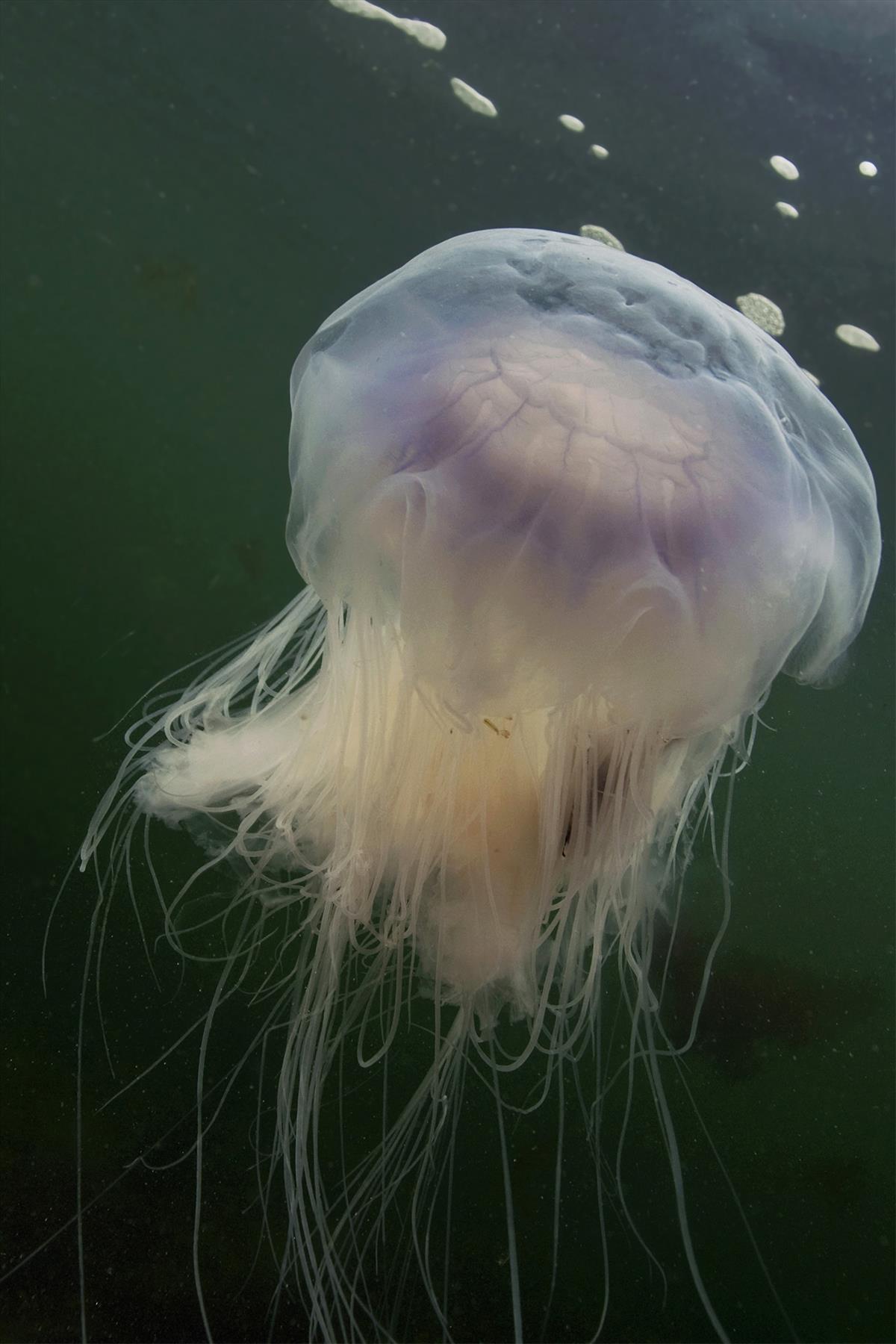 Cyanea lamarckii (door Marion Haarsma)