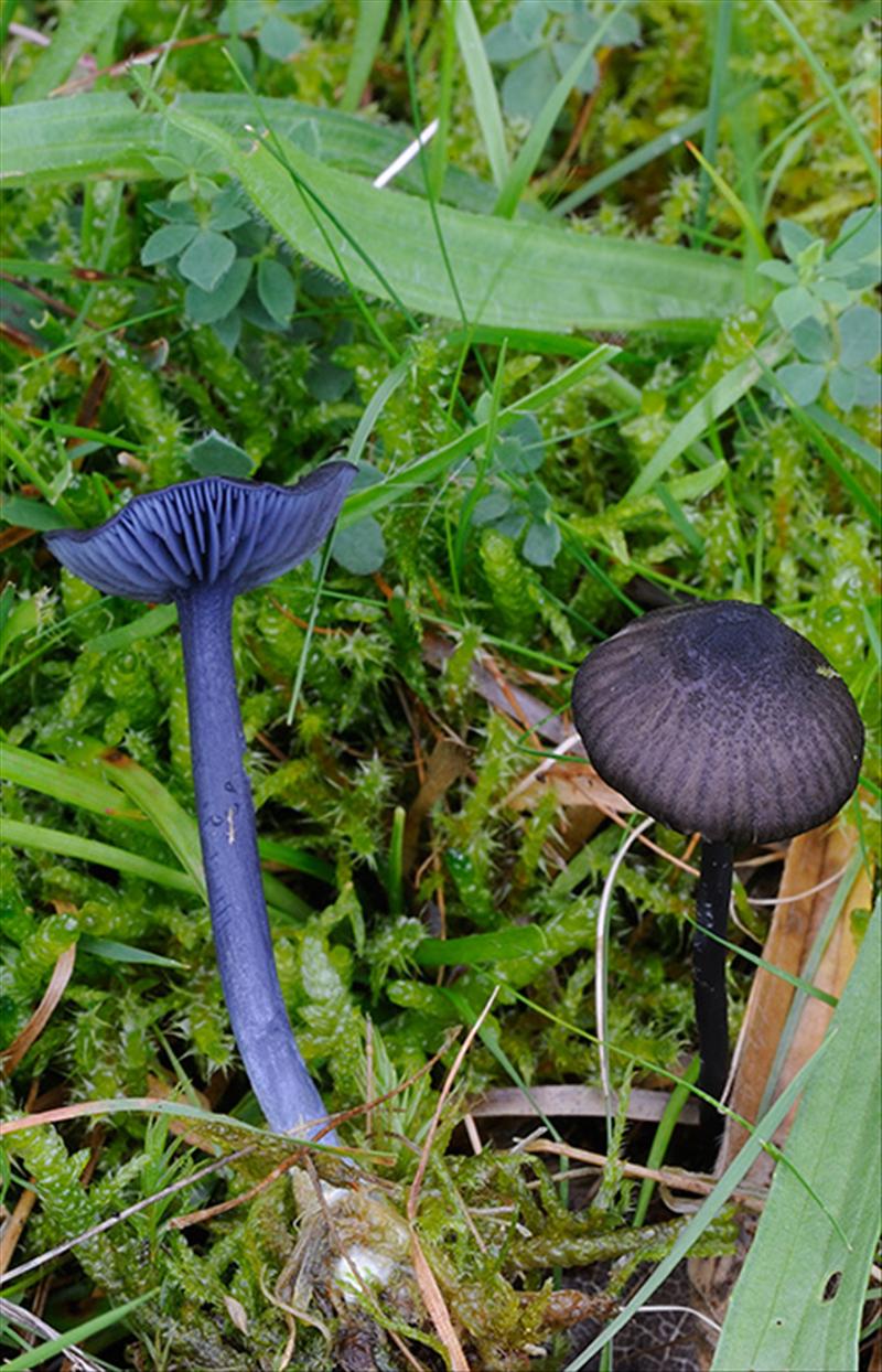 Entoloma chalybaeum var. chalybaeum (door Kik van Boxtel)