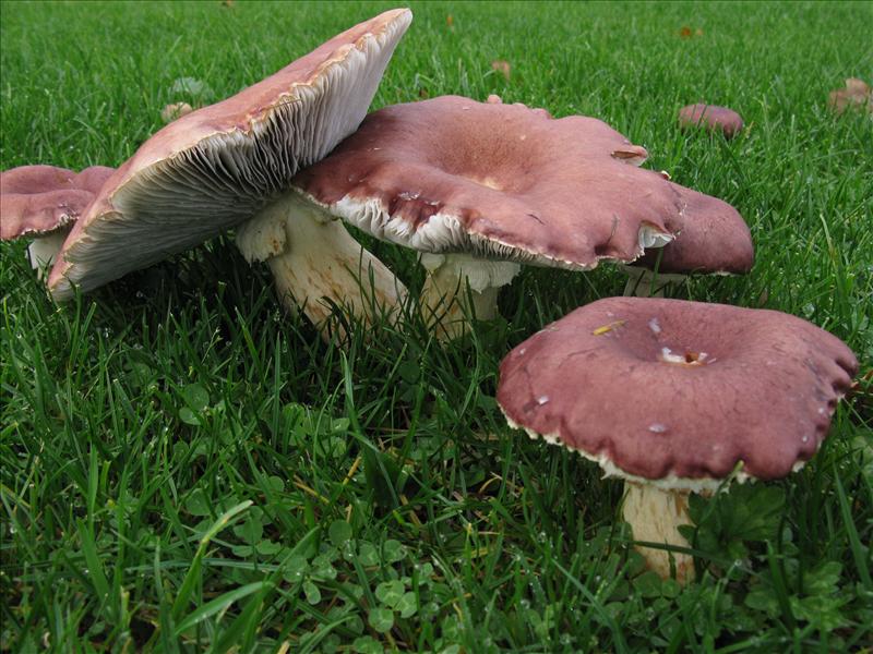 Stropharia rugosoannulata (door Hannie Wijers)